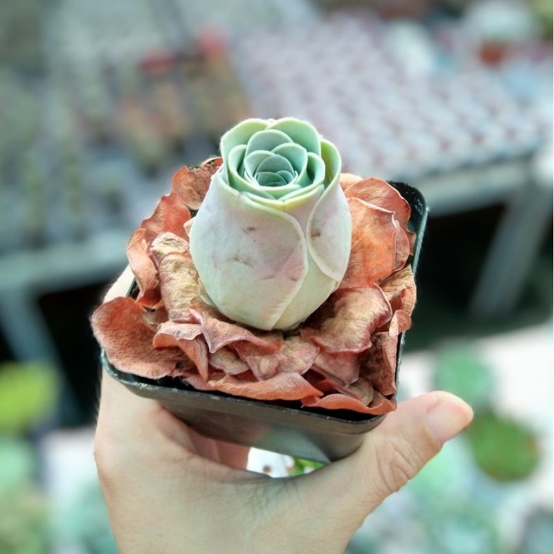 Sen đá hoa hồng 💥FREESHIP💥 Cây bao khoẻ 💥 đã thuần khí nóng