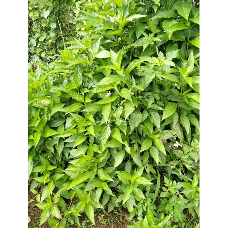 lá cẩm tím tươi 1kg đặt mới cắt