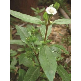 1 Kg Cỏ Mực Khô - Nhọ Nồi ( hàng mới, sạch sẽ )