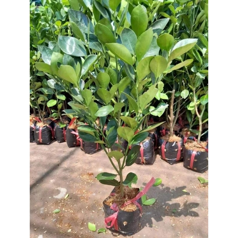 CÂY GIỐNG TẮC BÁNH XE TRÁI LỚN