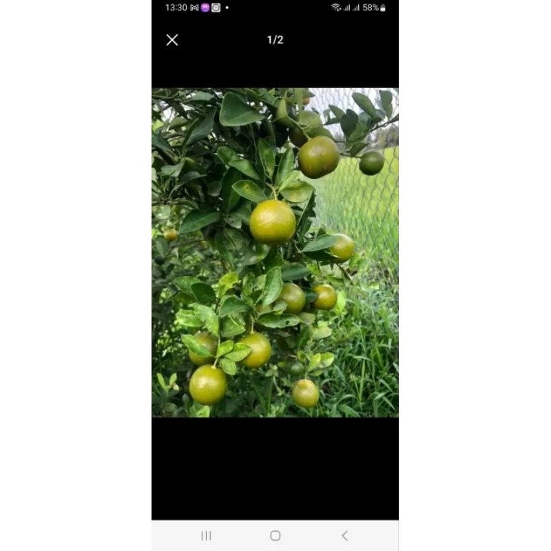 CÂY GIỐNG TẮC BÁNH XE TRÁI LỚN