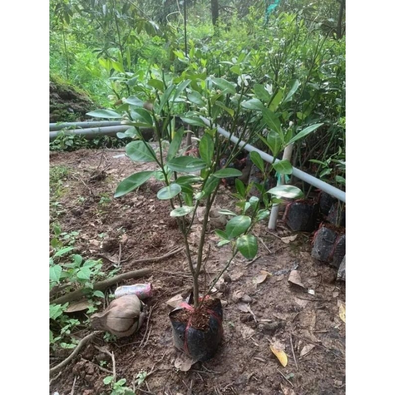 CÂY GIỐNG TẮC BÁNH XE TRÁI LỚN