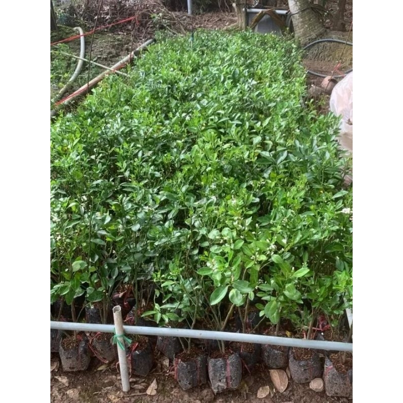 CÂY GIỐNG TẮC BÁNH XE TRÁI LỚN