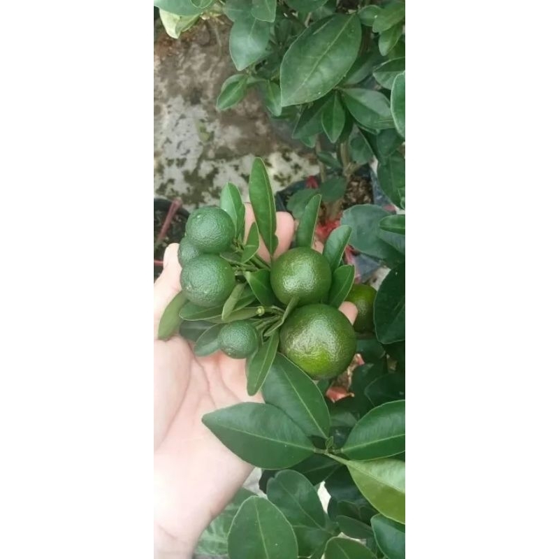 CÂY GIỐNG TẮC BÁNH XE TRÁI LỚN