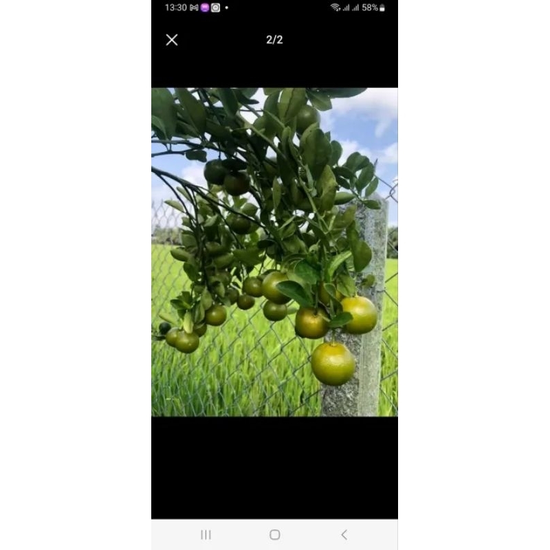 CÂY GIỐNG TẮC BÁNH XE TRÁI LỚN