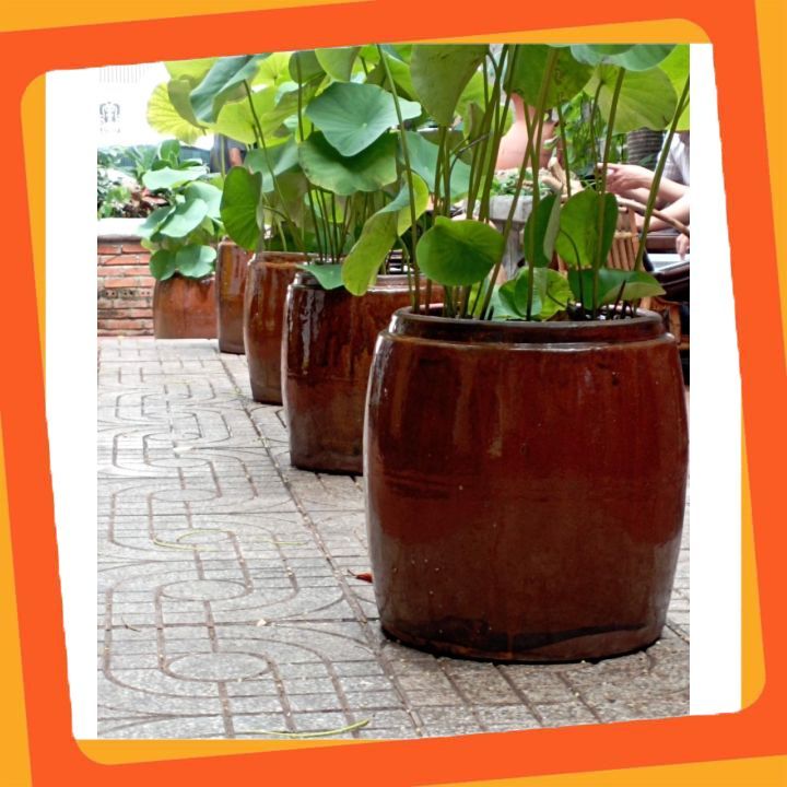 Chậu cây. lu trồng sen nuôi cá, chậu trồng cây thủy sinh