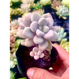 Sen đá sỏi hồng size bầu 6cm
