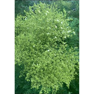 Trà hoa hoè /hoa hoè khô 100g