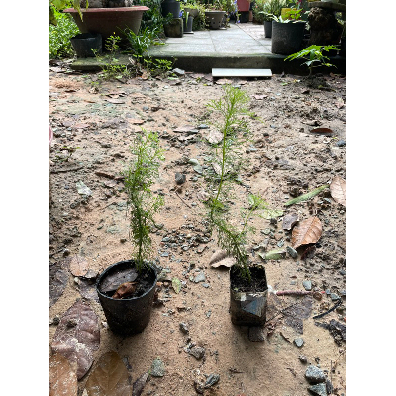 Cây giống thì là thân gỗ