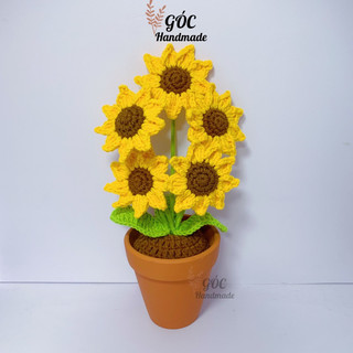 Chậu hoa hướng dương 5 bông
