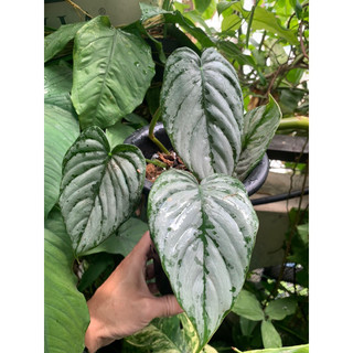 Kiểng lá philodendron brandtianum