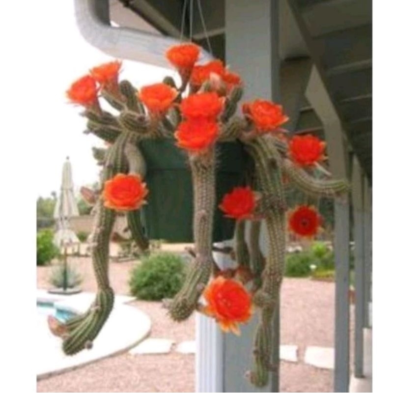 Xương rồng đuôi khỉ size trung 10cm vườn sen Đăk Lăk. Cây cảnh trang trí nhà cửa