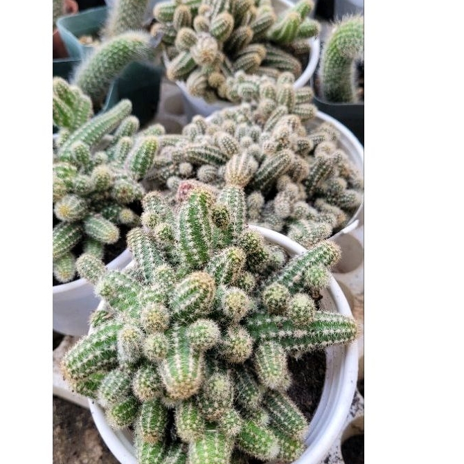 Xương rồng đuôi khỉ size trung 10cm vườn sen Đăk Lăk. Cây cảnh trang trí nhà cửa