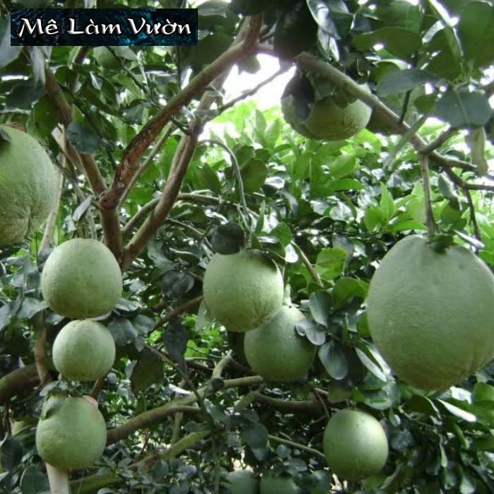 Bưởi Da Xanh chiết cành siêu trái/siêu quả/siêu ngon/siêu ngọt
