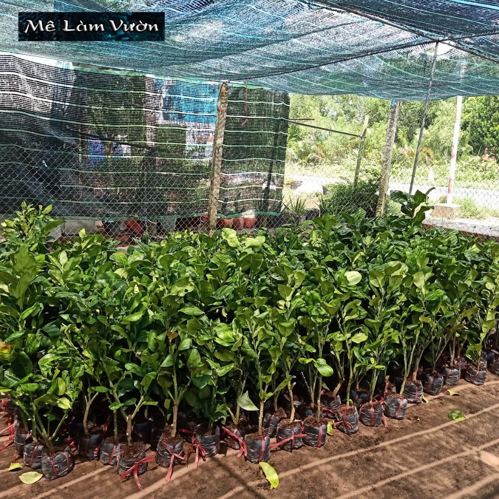 Bưởi Da Xanh chiết cành siêu trái/siêu quả/siêu ngon/siêu ngọt