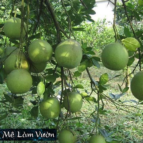 Bưởi Da Xanh chiết cành siêu trái/siêu quả/siêu ngon/siêu ngọt