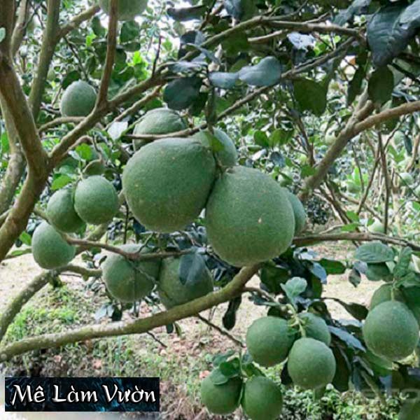 Bưởi Da Xanh chiết cành siêu trái/siêu quả/siêu ngon/siêu ngọt