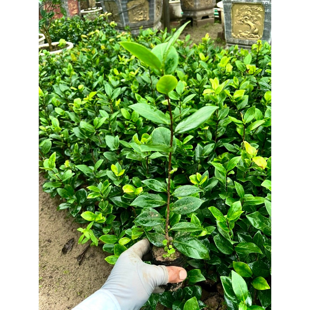 Cây trà my giống đỏ trà cao 20cm