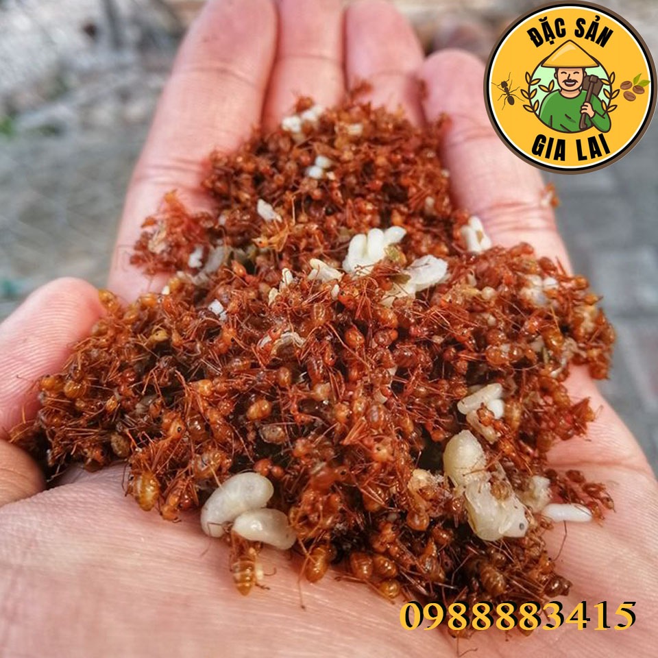 Muối Kiến Vàng JRAI - 70k/hũ 100gr - Đặc Sản Gia Lai