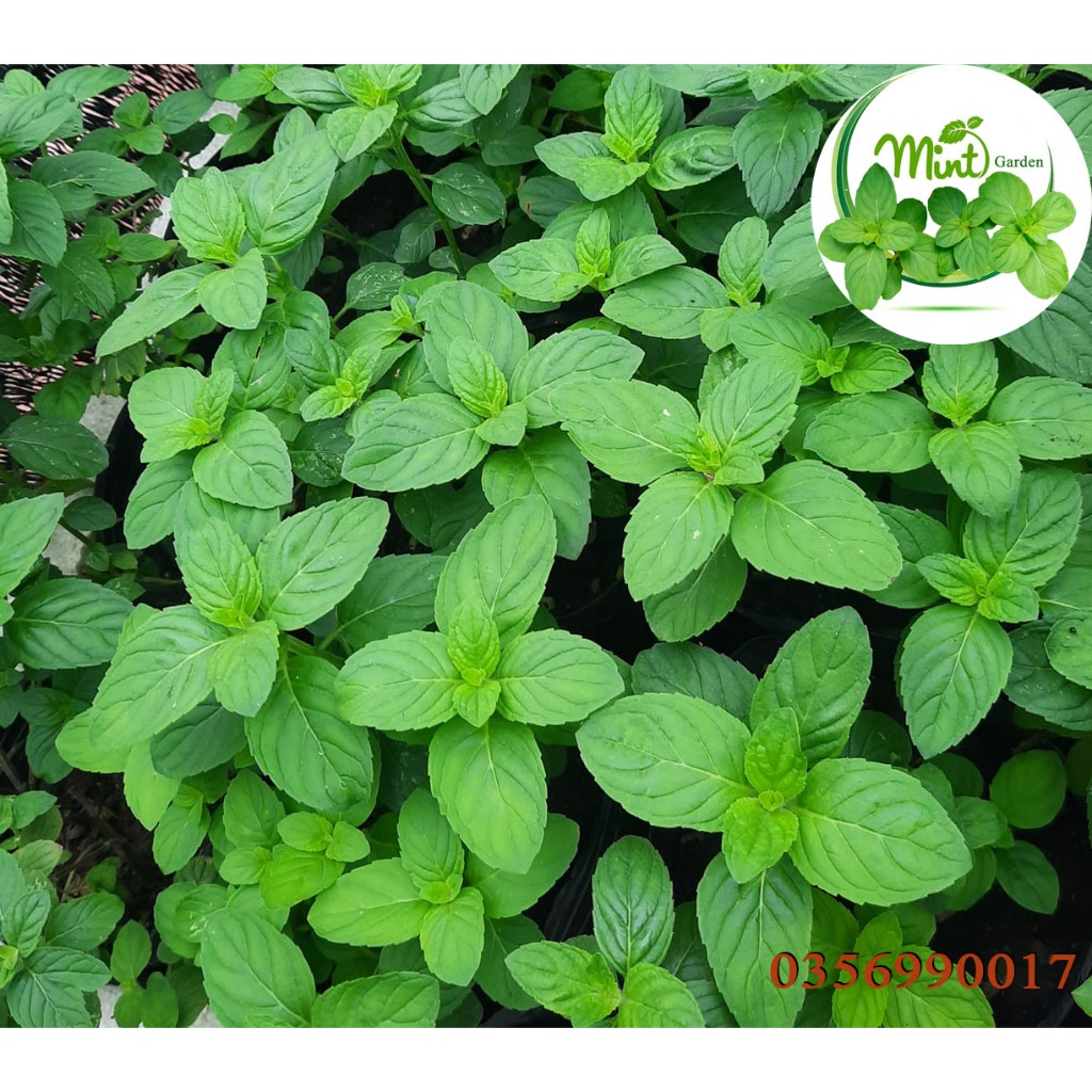 Lá Bạc Hà tươi (Japanmint) - 35k/100gr - Mint Garden