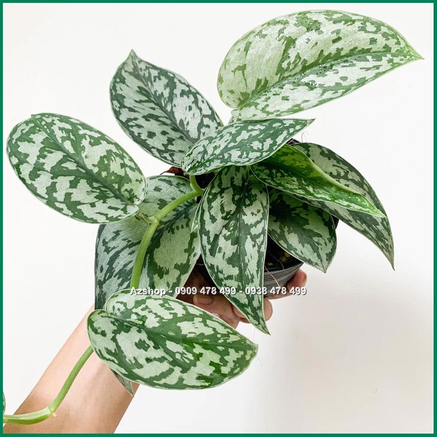 Cây Trầu Bà Lụa Scindapsus Silver Lady - Màu Sắc Rực Rỡ