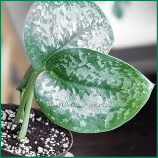 Cây Trầu Bà Lụa Scindapsus Silver Splash
