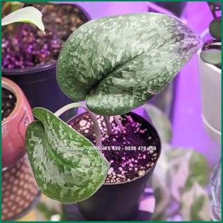 Cây Trầu Bà Lụa Scindapsus Silver Splash