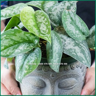 Cây Trầu Bà Lụa Scindapsus Silver Splash