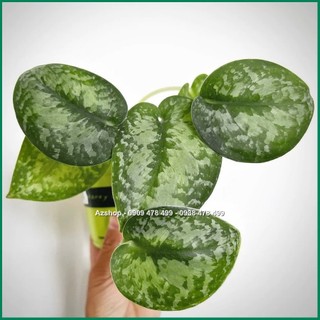 Cây Trầu Bà Lụa Scindapsus Silver Splash