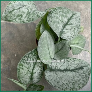 Cây Trầu Bà Lụa Scindapsus Silver Splash