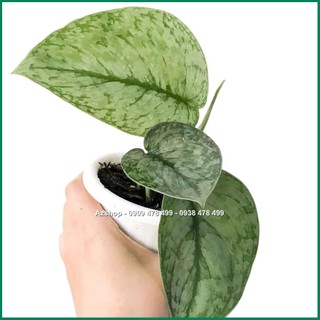 Cây Trầu Bà Lụa Scindapsus Silver Splash