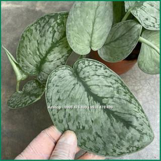 Cây Trầu Bà Lụa Scindapsus Silver Splash