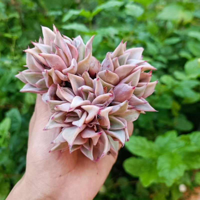 Siêu Sale+  Sen Đá Madiba Size 3.7_5cm.