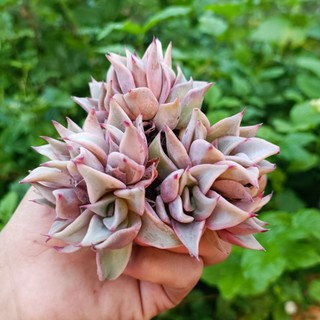 Siêu sale+ sen đá madiba size 3.7_5cm.