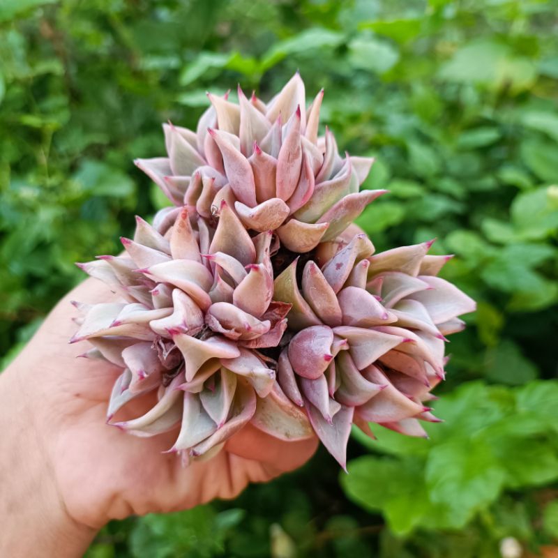 Siêu Sale+  Sen Đá Madiba Size 3.7_5cm.