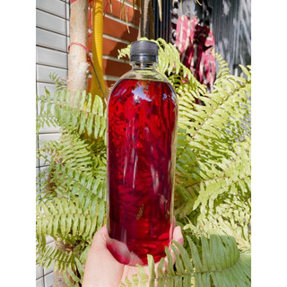 rịu mận men lá Tây Bắc