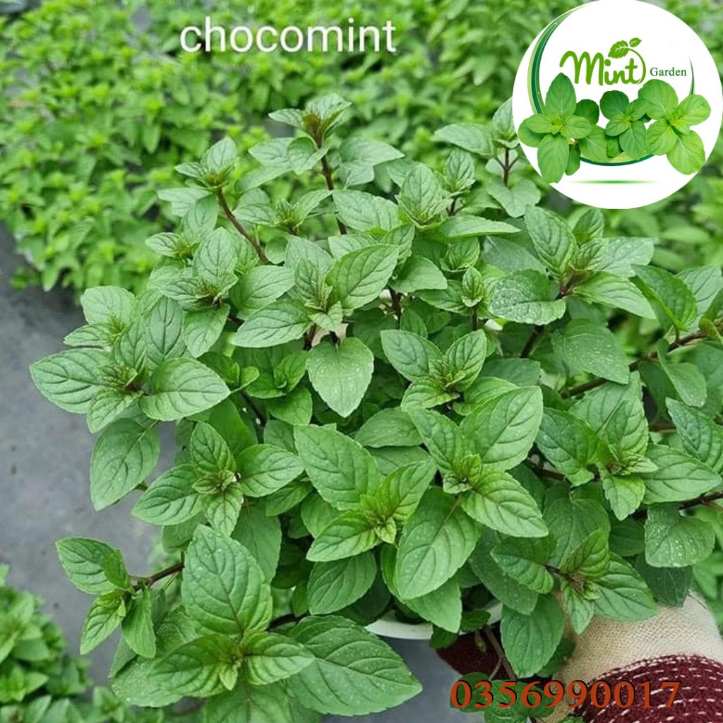 Lá Bạc Hà tươi (Chocomint) 35k/100gr - Mint Garden