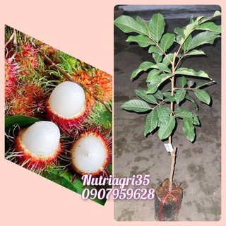 Cây giống chôm chôm thái_cây ghép nhanh cho trái cao 80cm_chuẩn giống
