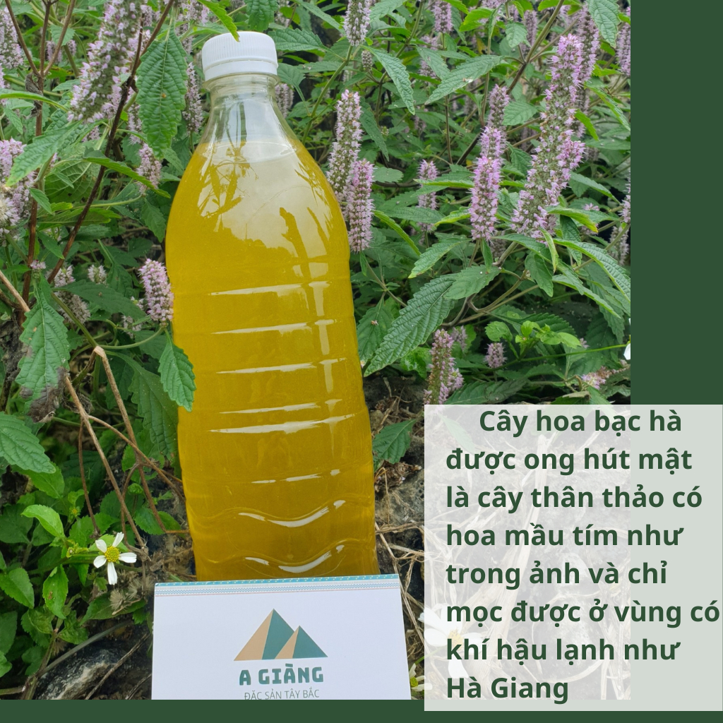 Mật ong bạc hà Hà Giang nguyên chất, mật ong hoa bạc hà nguyên chất Hà Giang chai 500ml