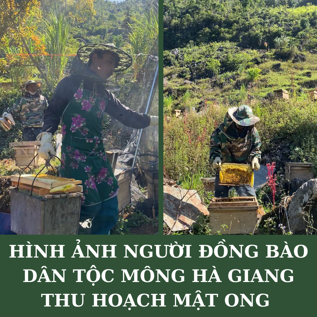 Mật ong bạc hà Hà Giang nguyên chất, mật ong hoa bạc hà nguyên chất Hà Giang chai 500ml