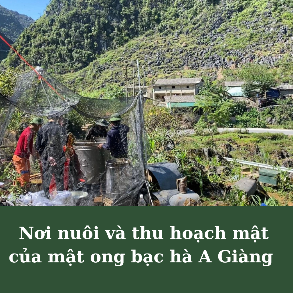 Mật ong bạc hà Hà Giang nguyên chất, mật ong hoa bạc hà nguyên chất Hà Giang chai 500ml