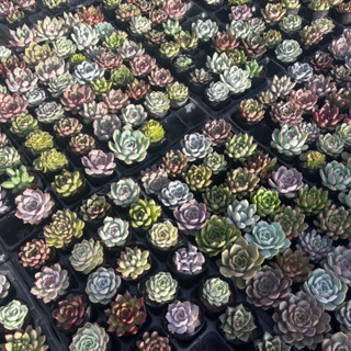 [k bao gãy do vận chuyển]Làm giàu từ GIÁ SỈ combo 100 cây sen đá để kinh doanh lựa ngẫu nhiên nhiều loại sizebầu 4-4,5cm