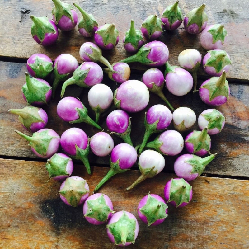 Hạt giống cà pháo tím gói 1g
