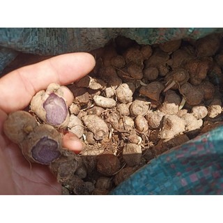 1Kg lá thầu dầu tía  Mới