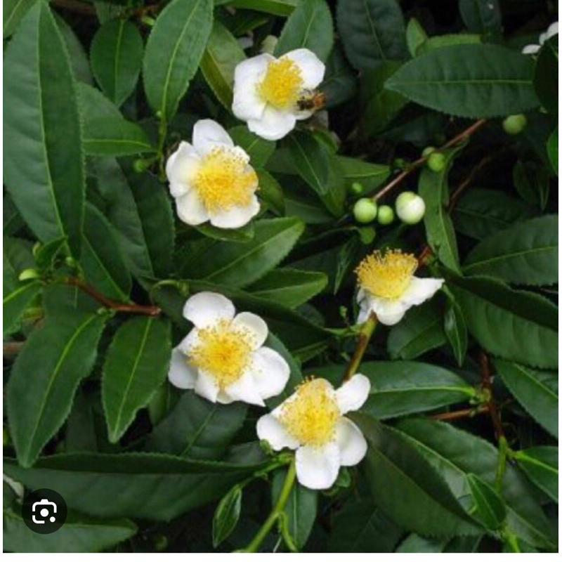 3 cây Trà  xanh cao 55cm.