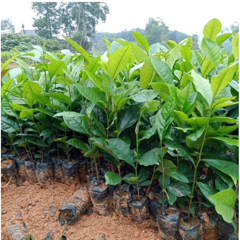 3 cây Trà  xanh cao 55cm.