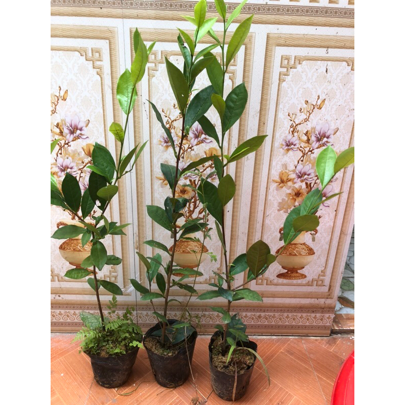 3 cây Trà  xanh cao 55cm.