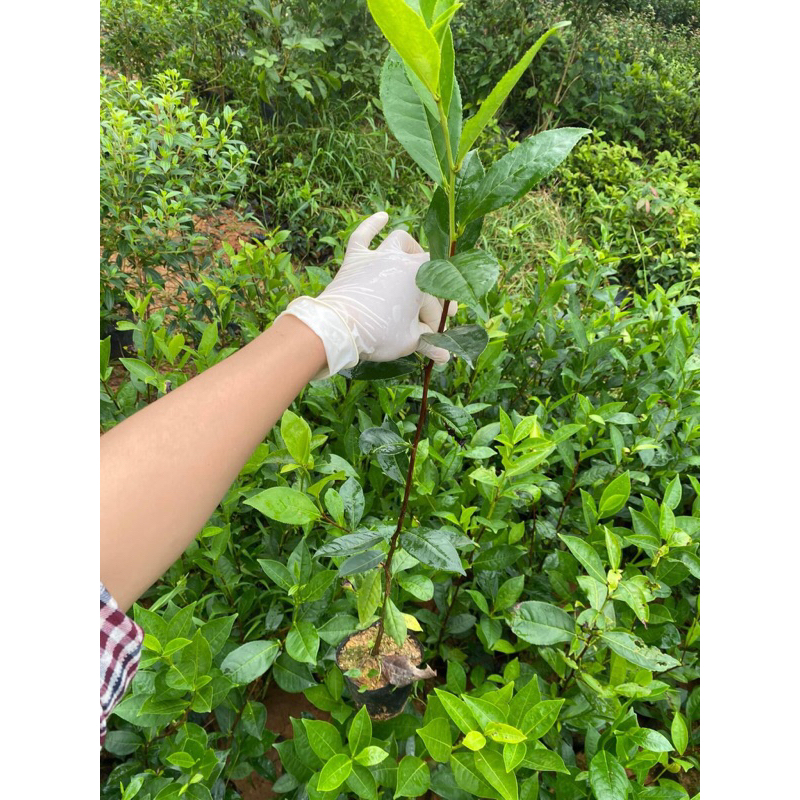 3 cây Trà  xanh cao 55cm.