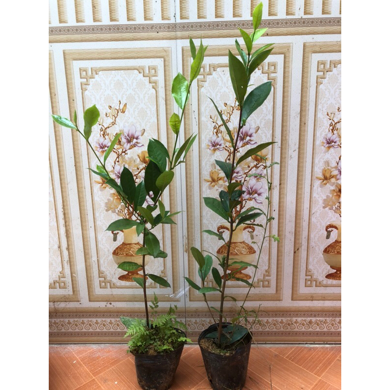 3 cây Trà  xanh cao 55cm.