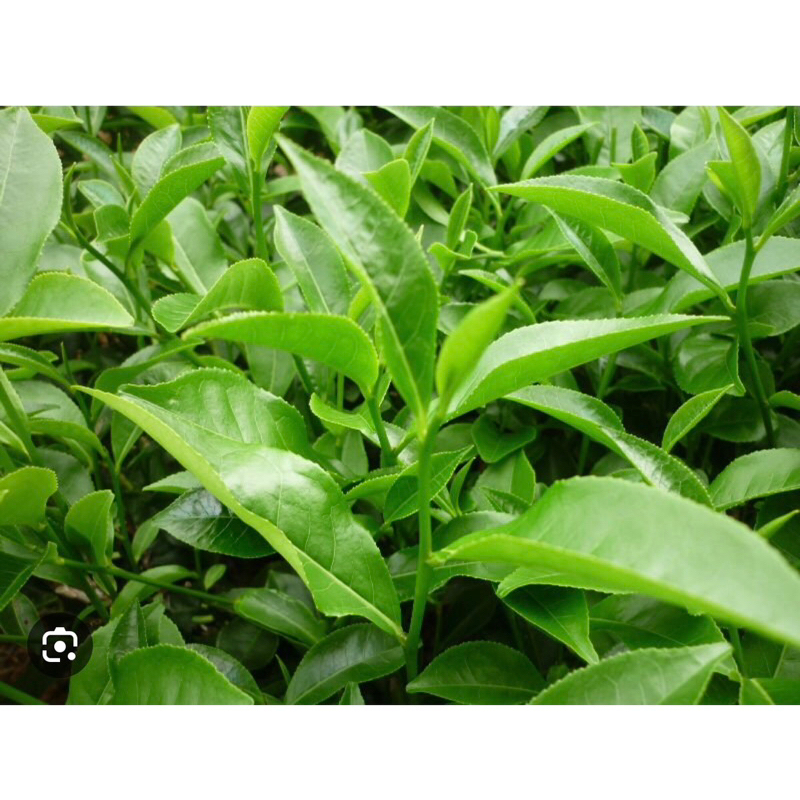 3 cây Trà  xanh cao 55cm.